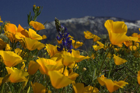Yellow poppies bloom in Tucson with a snow-covered Mt Lemon in the background